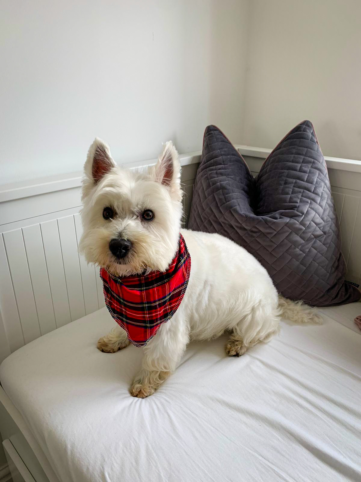 Sidney the Westie